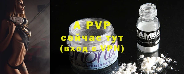 сатива Новодвинск
